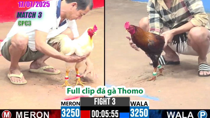CPC3-TRẬN 3 | đá gà Thomo |17/07/2025