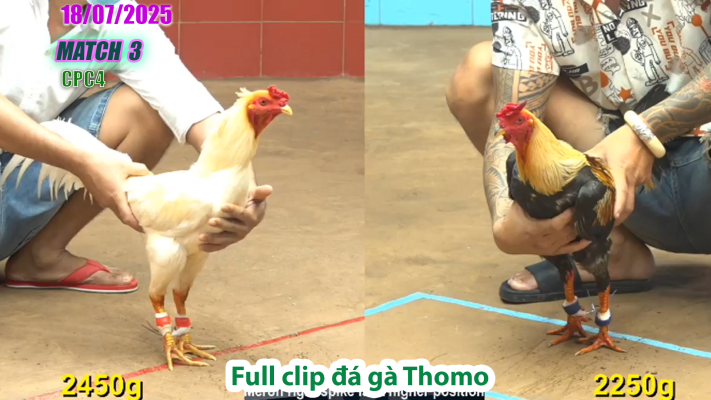 CPC4-TRẬN 3 | đá gà Thomo |18/07/2025