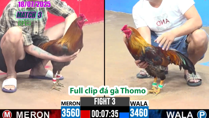 CPC3-TRẬN 3 | đá gà Thomo |18/07/2025