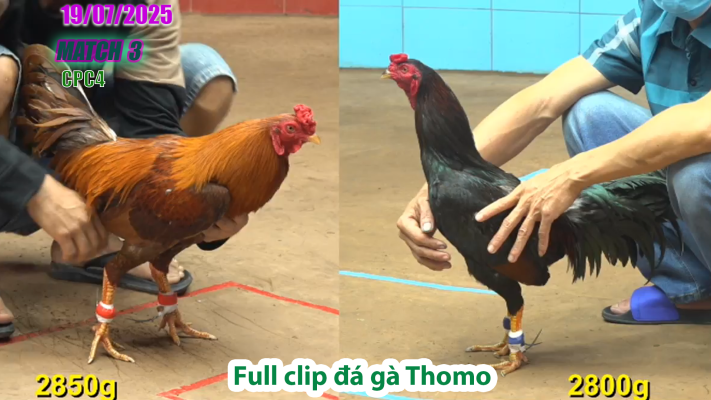 CPC4-TRẬN 3 | đá gà Thomo |18/07/2025