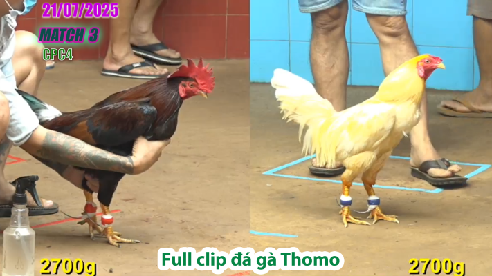 CPC4-TRẬN 3 | đá gà Thomo |21/07/2025