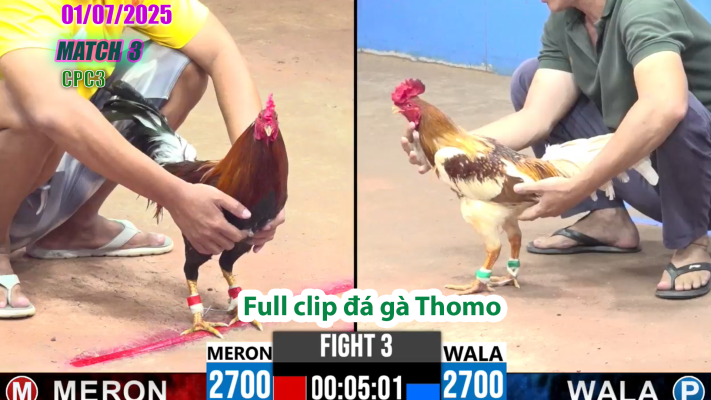 CPC3-TRẬN 3 | đá gà Thomo | 01/07/2025