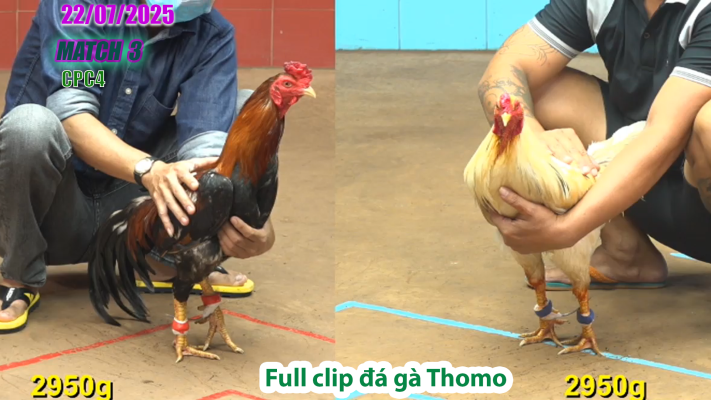 CPC4-TRẬN 3 | đá gà Thomo |22/07/2025