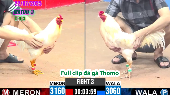 CPC3-TRẬN 3 | đá gà Thomo |22/07/2025