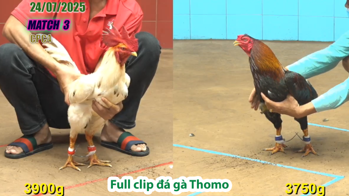 CPC4-TRẬN 3 | đá gà Thomo |24/07/2025