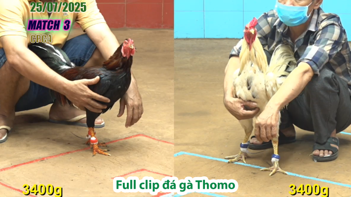 CPC4-TRẬN 3 | đá gà Thomo |25/07/2025