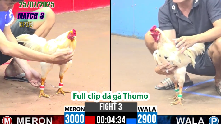 CPC3-TRẬN 3 | đá gà Thomo |25/07/2025