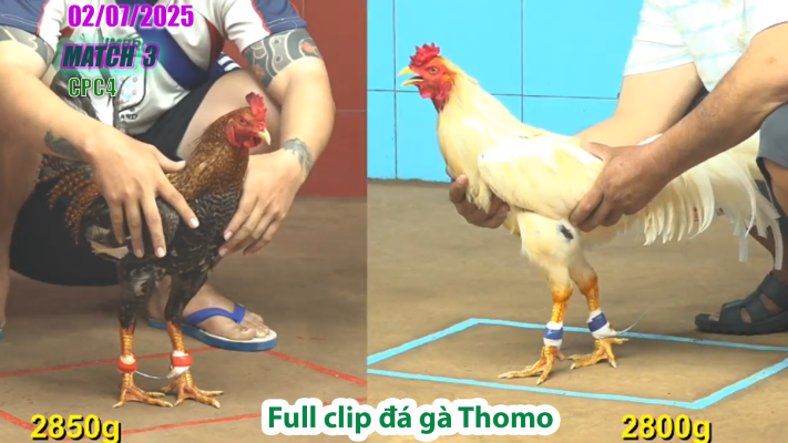 CPC4-TRẬN 3 | đá gà Thomo | 02/07/2025