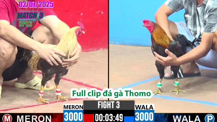 CPC3-TRẬN 3 | đá gà Thomo | 02/07/2025