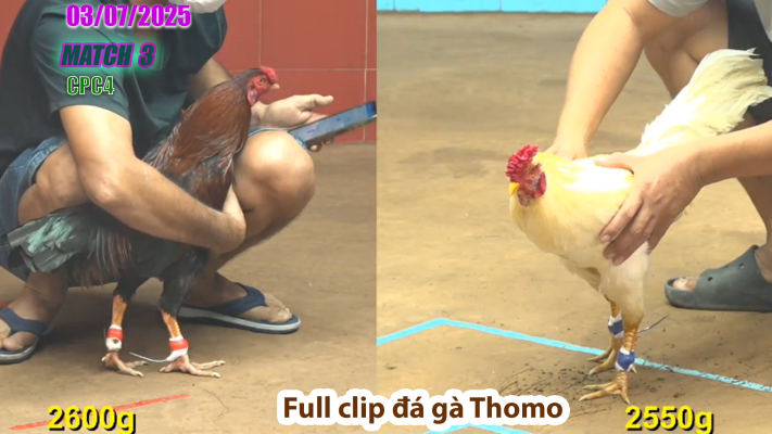 CPC4-TRẬN 3 | đá gà Thomo | 03/07/2025