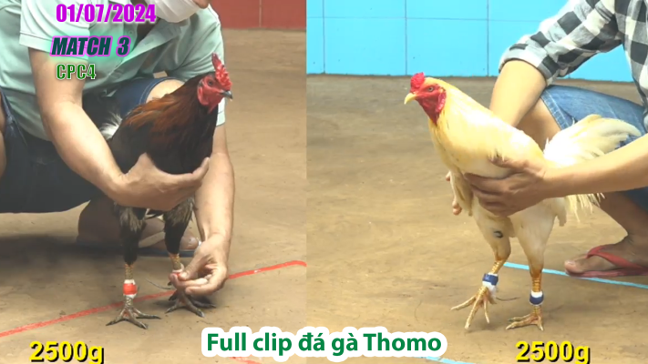CPC4-TRẬN 3 | đá gà Thomo | 01/07/2025