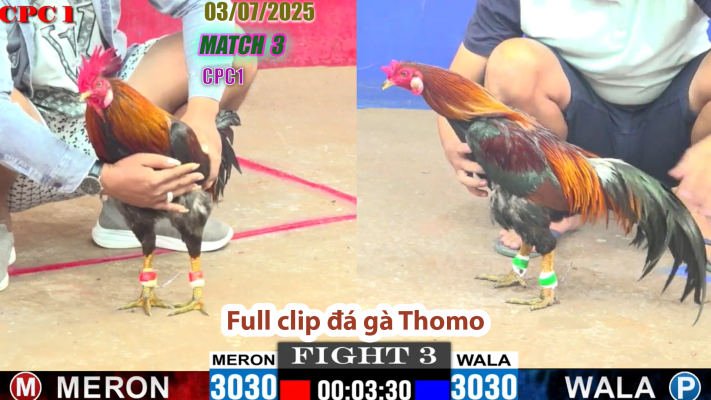 CPC1-TRẬN 3 | đá gà Thomo | 03/07/2025