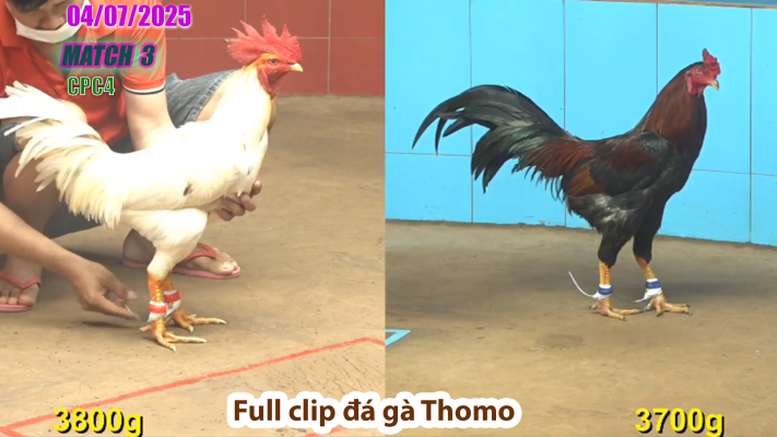 CPC4-TRẬN 3 | đá gà Thomo | 04/07/2025