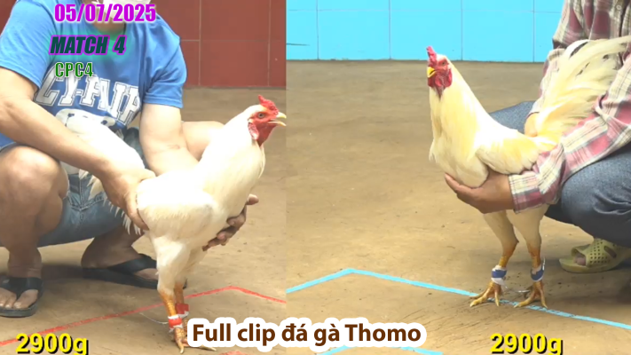 CPC4-TRẬN 4 | đá gà Thomo | 05/07/2025