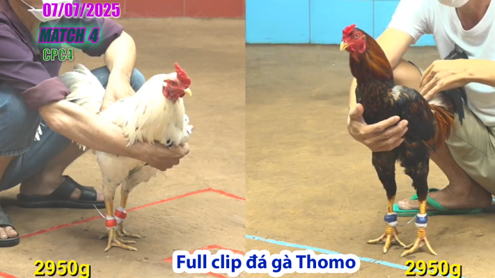 CPC4-TRẬN 4 | đá gà Thomo |07/07/2025