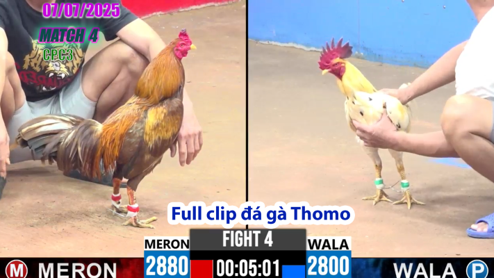 CPC3-TRẬN 4 | đá gà Thomo |07/07/2025
