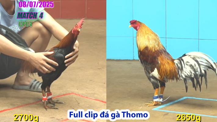 CPC4-TRẬN 4 | đá gà Thomo |08/07/2025
