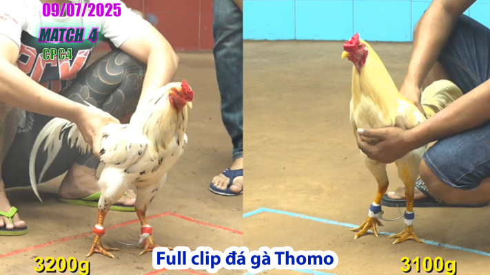 CPC4-TRẬN 4 | đá gà Thomo |09/07/2025