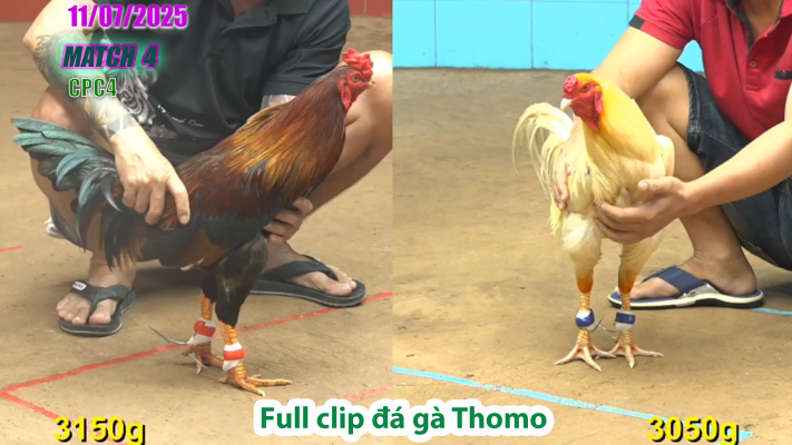 CPC4-TRẬN 4 | đá gà Thomo |11/07/2025