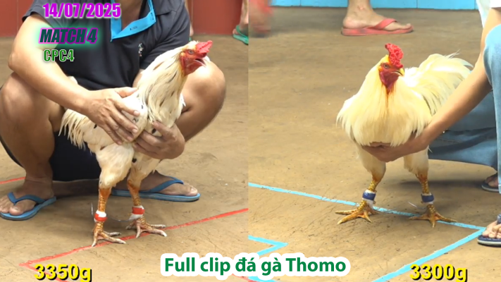 CPC4-TRẬN 4 | đá gà Thomo |14/07/2025