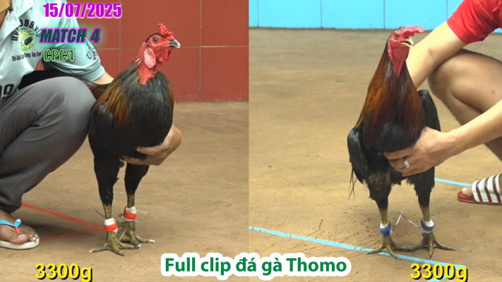 CPC4-TRẬN 4 | đá gà Thomo |15/07/2025