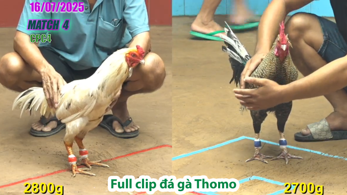 CPC4-TRẬN 4 | đá gà Thomo |16/07/2025