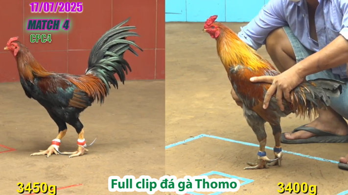 CPC4-TRẬN 4 | đá gà Thomo |17/07/2025