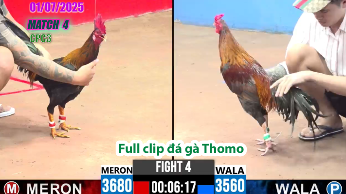 CPC3-TRẬN 4 | đá gà Thomo | 01/07/2025