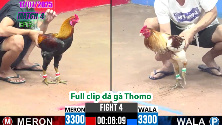 CPC3-TRẬN 4 | đá gà Thomo |17/07/2025