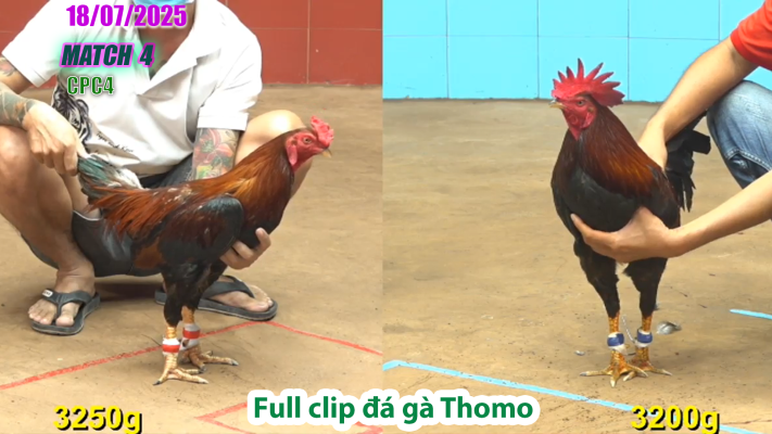CPC4-TRẬN 4 | đá gà Thomo |18/07/2025