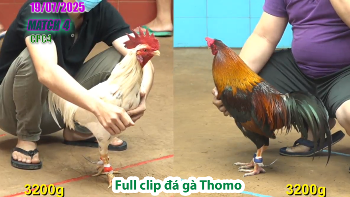 CPC4-TRẬN 4 | đá gà Thomo |18/07/2025