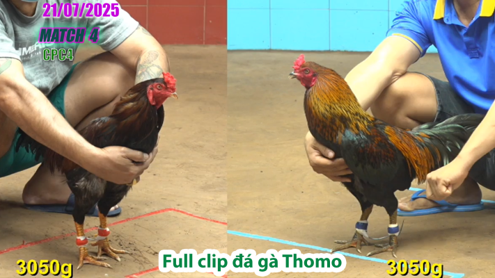 CPC4-TRẬN 4 | đá gà Thomo |21/07/2025