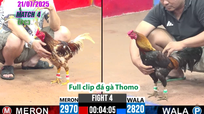 CPC3-TRẬN 4 | đá gà Thomo |21/07/2025