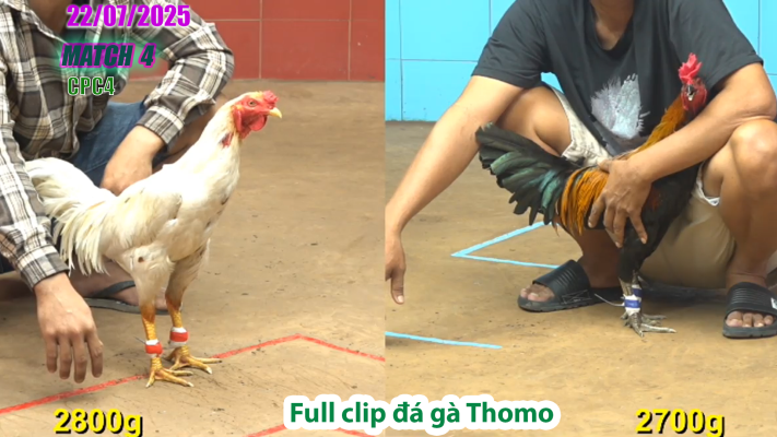 CPC4-TRẬN 4 | đá gà Thomo |22/07/2025