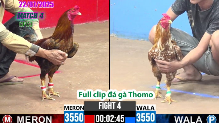 CPC3-TRẬN 4 | đá gà Thomo |22/07/2025