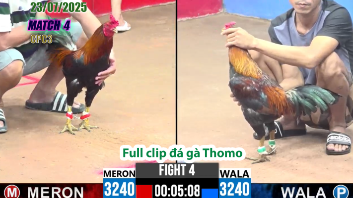 CPC3-TRẬN 4 | đá gà Thomo |23/07/2025