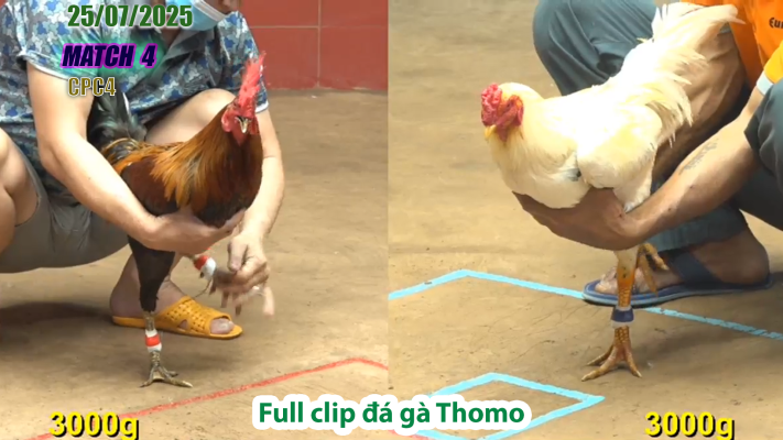 CPC4-TRẬN 4 | đá gà Thomo |25/07/2025