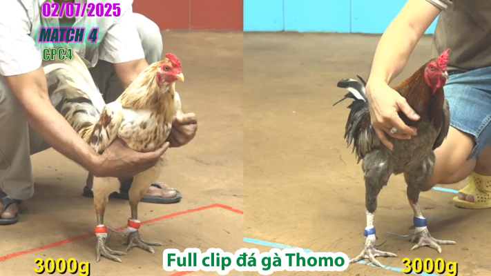 CPC4-TRẬN 4 | đá gà Thomo | 02/07/2025