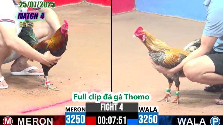 CPC3-TRẬN 4 | đá gà Thomo |25/07/2025