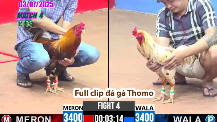 CPC3-TRẬN 4 | đá gà Thomo | 03/07/2025