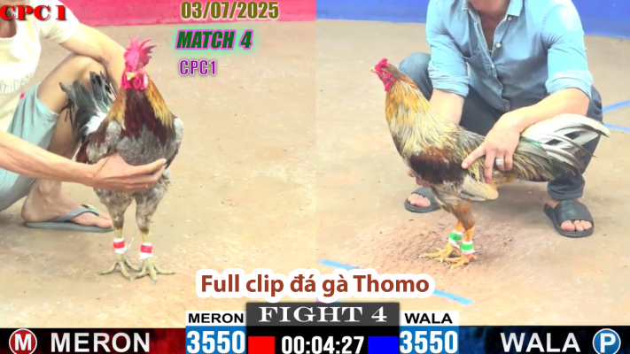 CPC1-TRẬN 4 | đá gà Thomo | 03/07/2025
