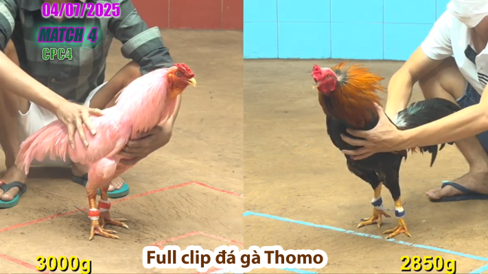 CPC4-TRẬN 4 | đá gà Thomo | 04/07/2025