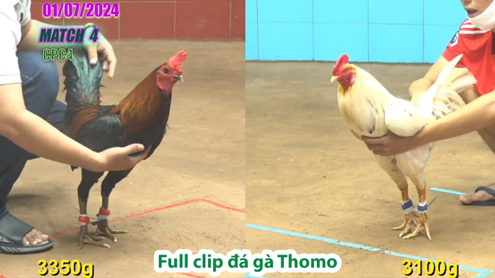 CPC4-TRẬN 4 | đá gà Thomo | 01/07/2025