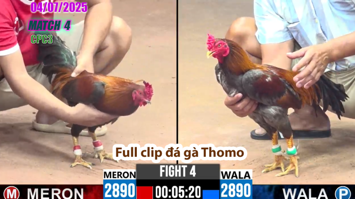 CPC3-TRẬN 4 | đá gà Thomo | 04/07/2025
