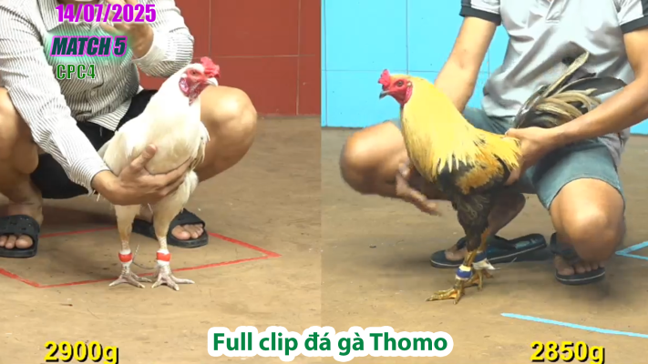CPC4-TRẬN 5 | đá gà Thomo |14/07/2025