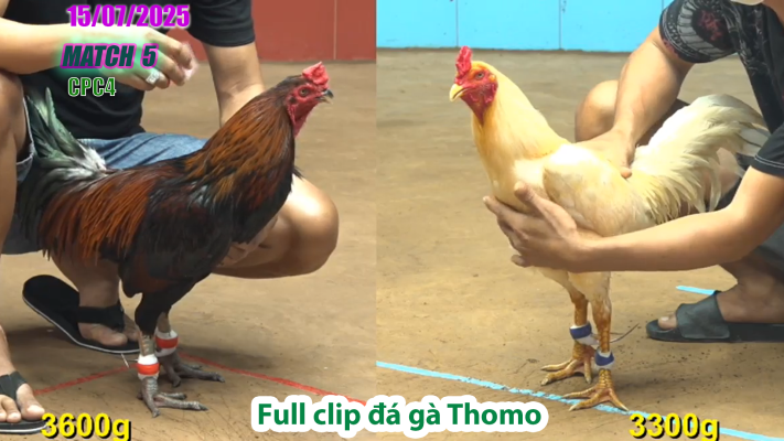 CPC4-TRẬN 5 | đá gà Thomo |15/07/2025