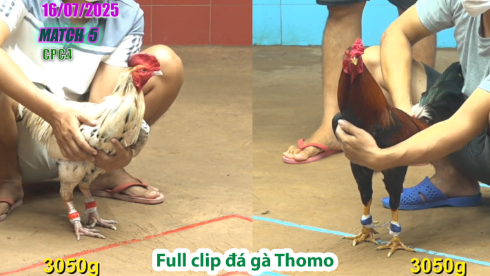 CPC4-TRẬN 5 | đá gà Thomo |16/07/2025