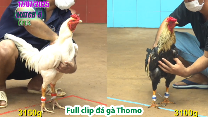 CPC4-TRẬN 5 | đá gà Thomo |17/07/2025