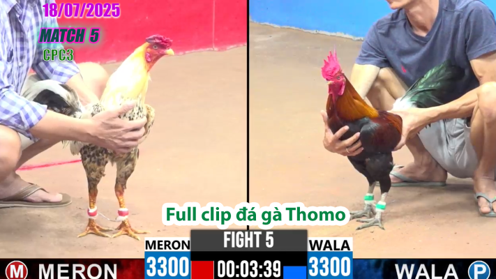 CPC3-TRẬN 5 | đá gà Thomo |18/07/2025