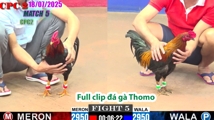 CPC2-TRẬN 5 | đá gà Thomo |18/07/2025